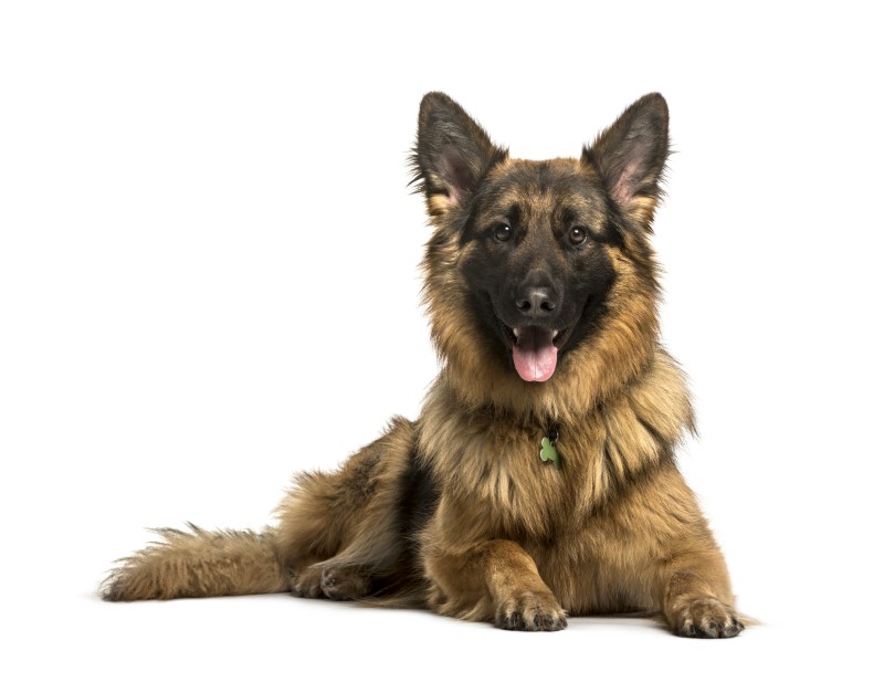 pets-id-dog